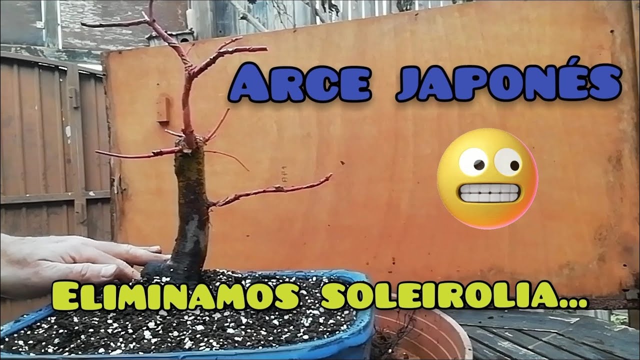 Bonsái arce japonés. Eliminamos planta tapizante (la soleirolia)
