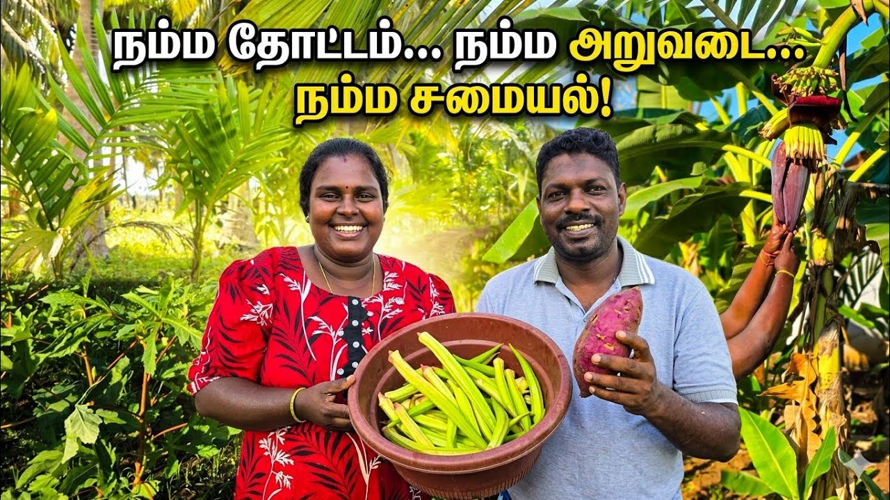 வெண்டிக்காய் அறுவடையும் வற்றாளங்கிழங்கு அவியலும் | our garden Harvest | Our Village lifestyle ♥️