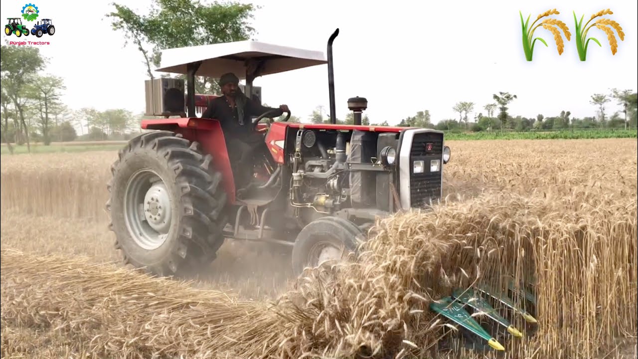 Massey Ferguson 385 | Wheat Reaper Harvester | PTO Performance of Massey Tractor