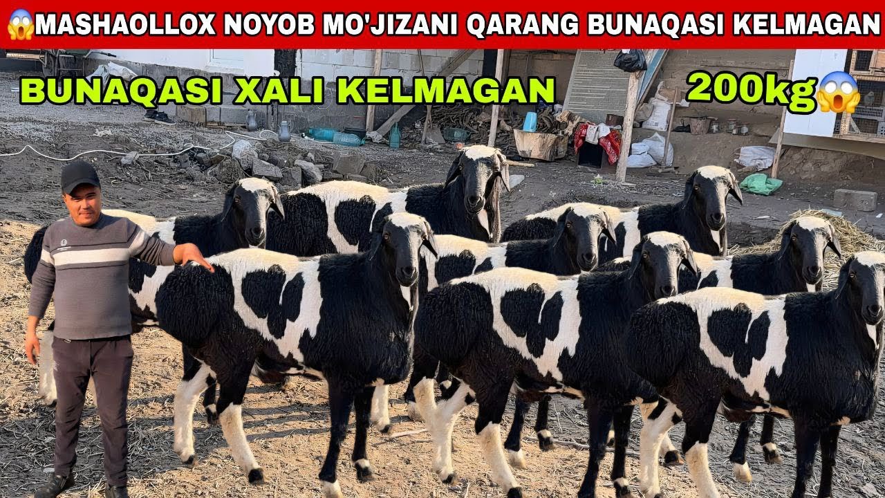 😳Mashaollox mo’jizani qarang 200kg bunaqasi xali kelmagan veidoni srochni tarqating