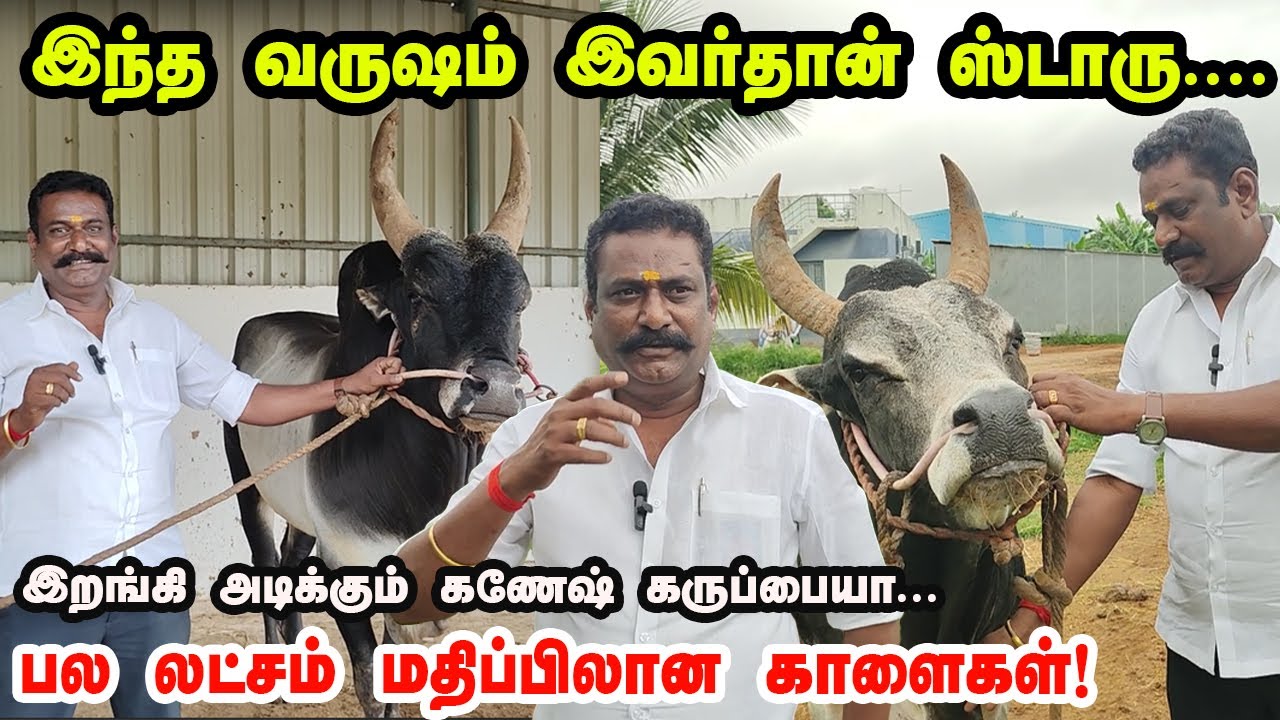 இந்த வருஷம் இந்த காளைதான் ஸ்டாரு 🔥 Ganesh Karuphaiya -வின்  மிரட்டலான காளைகள்!
