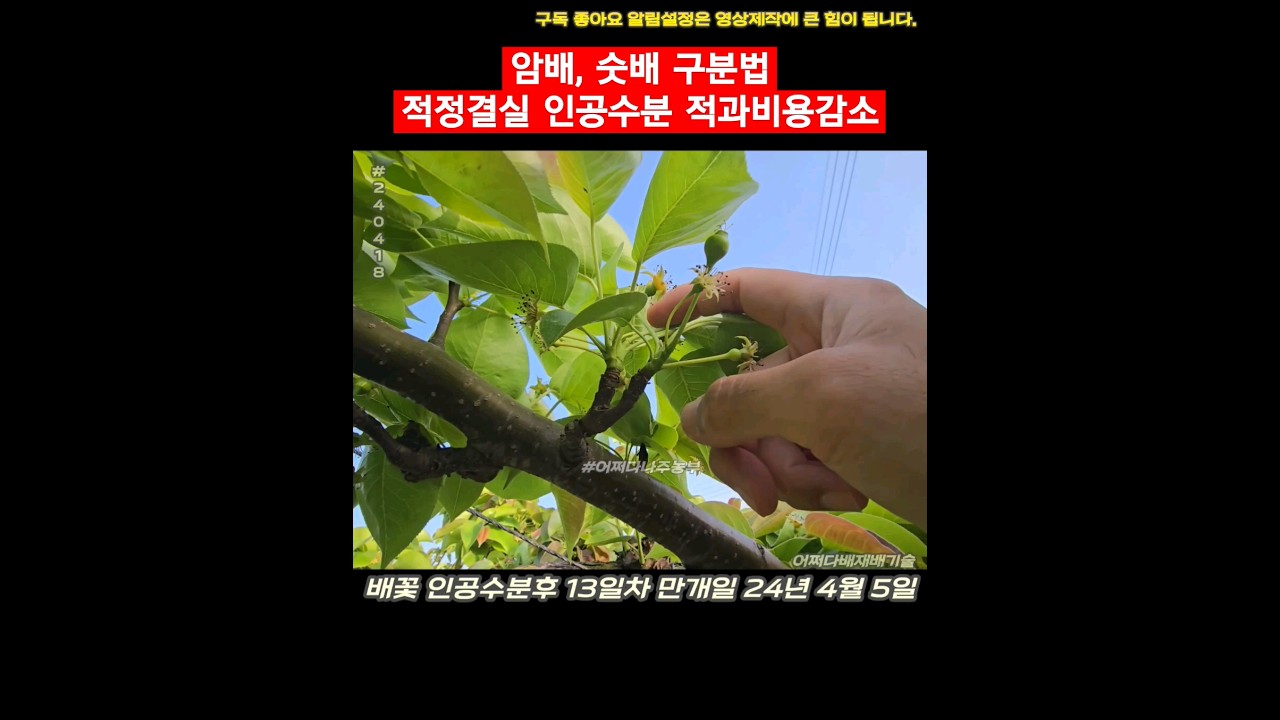 암배, 숫배 구분법 적정결실 인공수분 적과비용감소