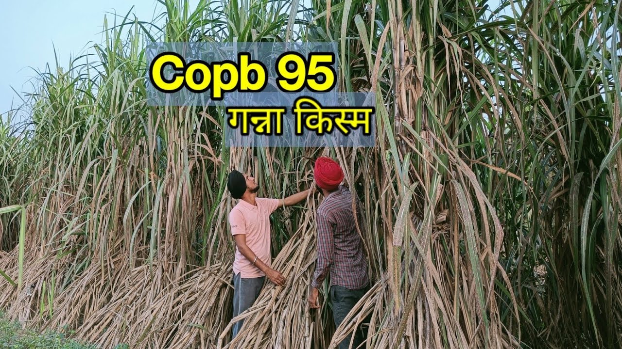 Copb 95 sugarcane variety | pb95 गन्ना किस्म |