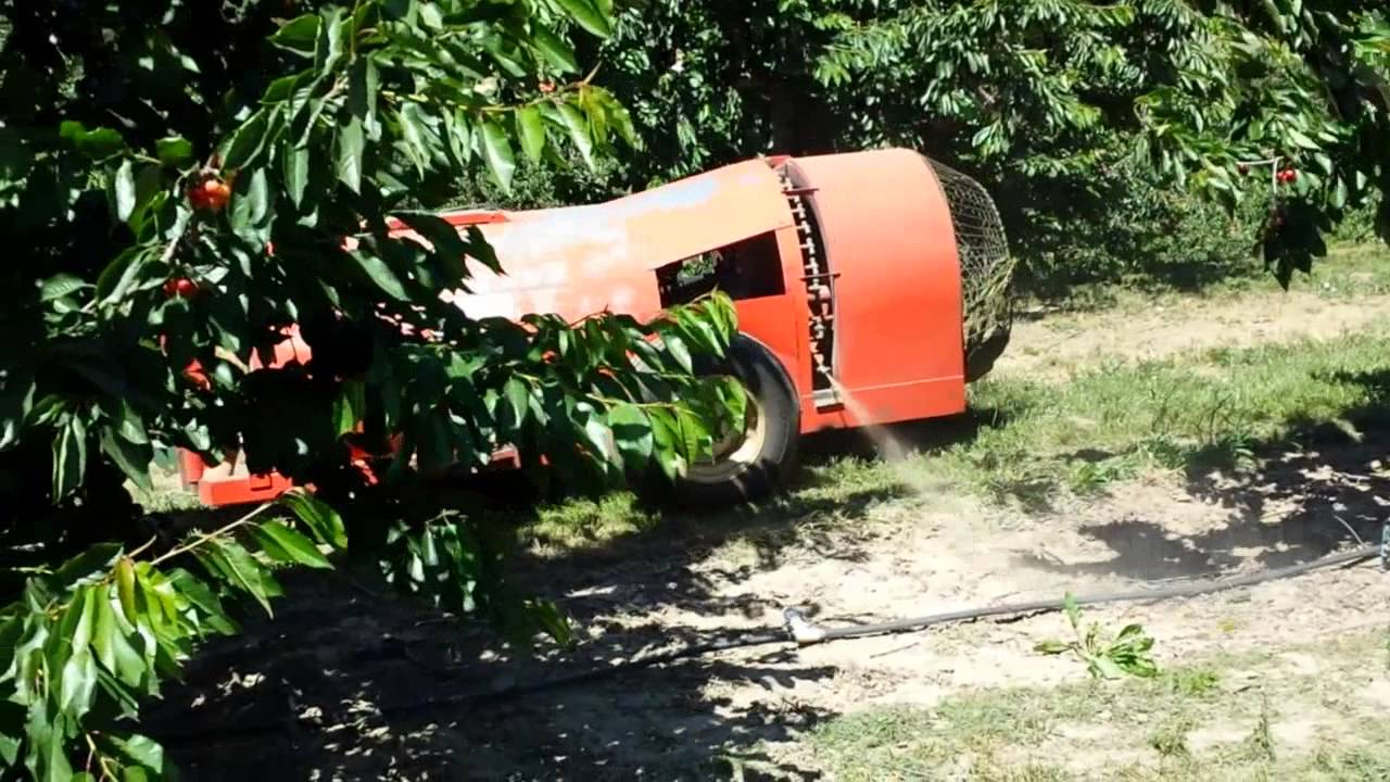 Monthly root drench application