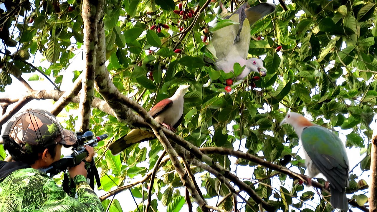 FULL 😱😱BERBURU GEROMBOLAN BURUNG PERGAM JUMBO‼️PULUHAN BURUNG PERGAM BERDATANGAN MAKAN BUAH MEDANG