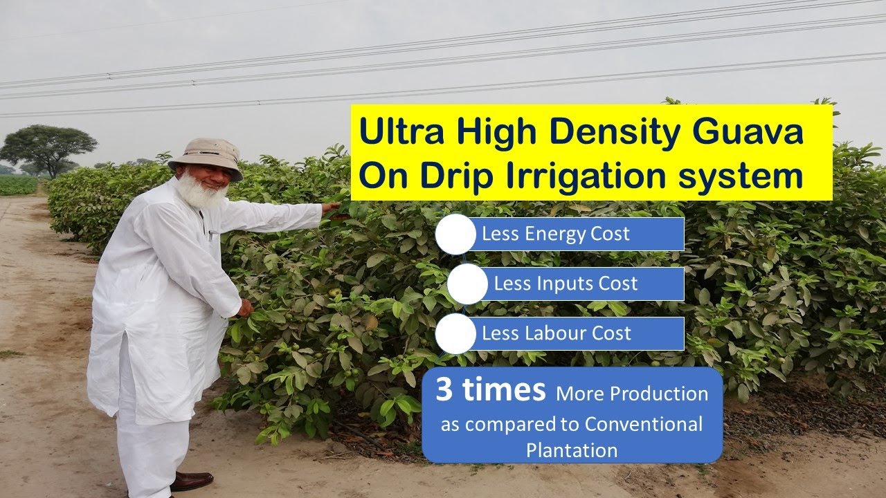 Ultra High Density Guava Farming