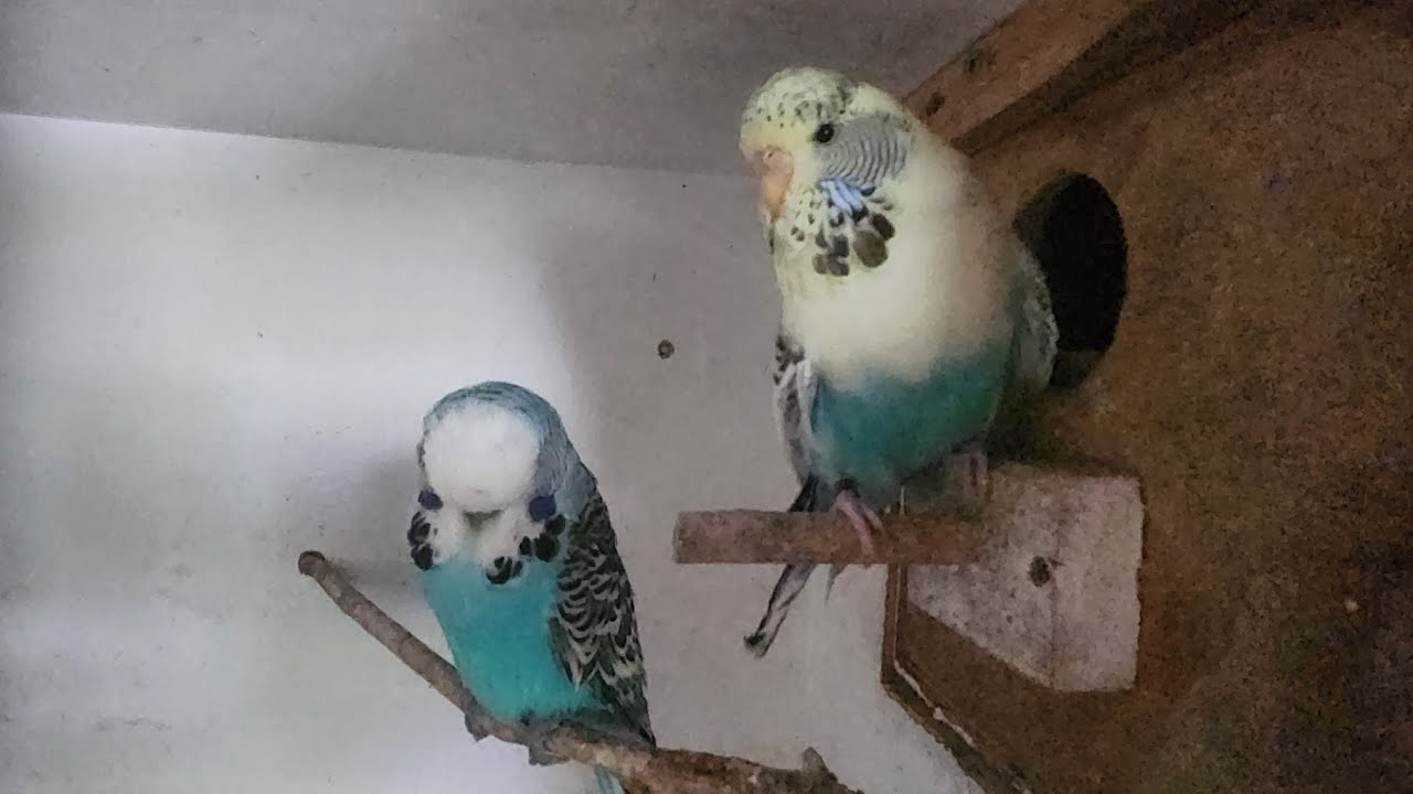 Let's check to see if any of the budgies have explored the nest boxes yet