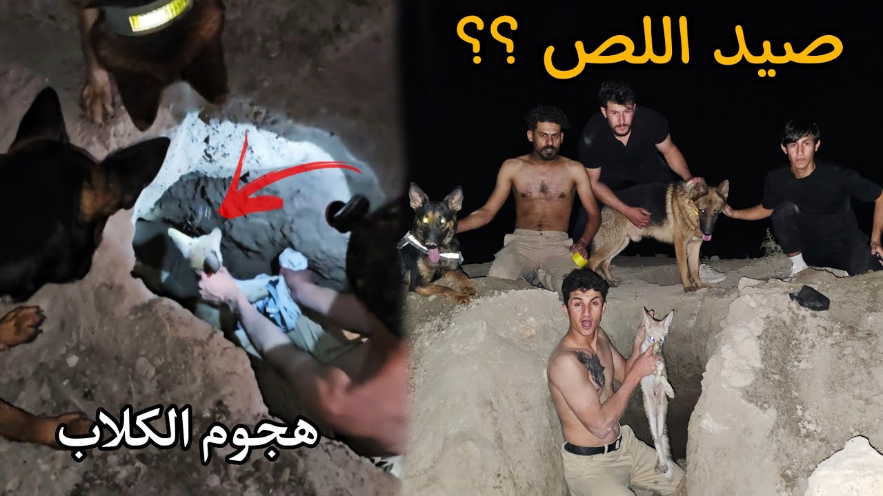 صيد أمكر الحيوانات _ النزول في الجحر 😨 هجوم روك ولوسي على الثعلب !!