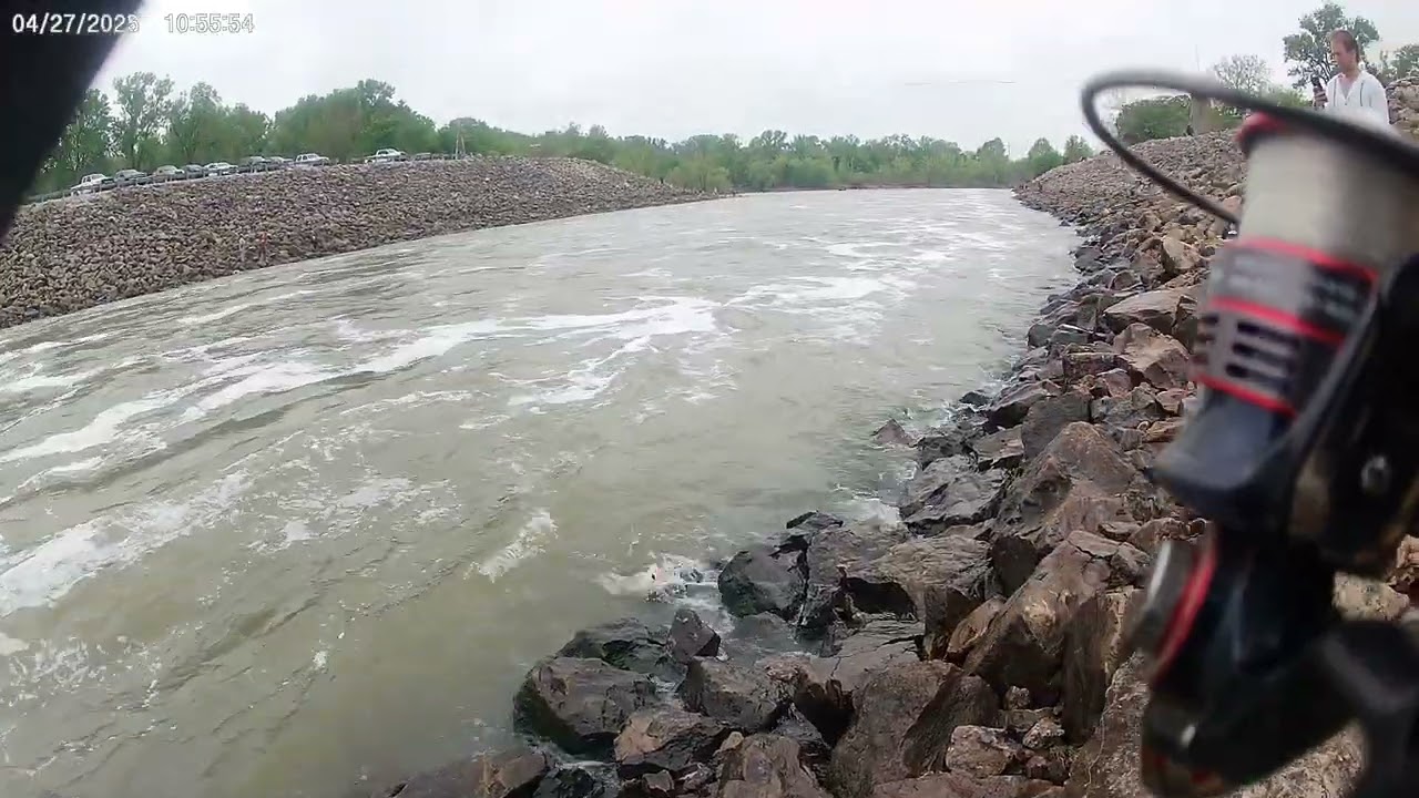  Big Hybrid Striped Bass at Oologah Dam. 