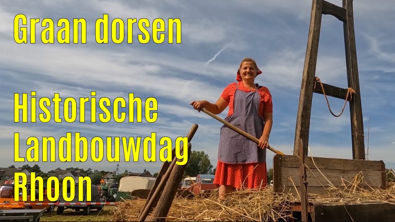 Graan dorsen met historische dorskast machine - Historische Landbouwdag Rhoon 2023