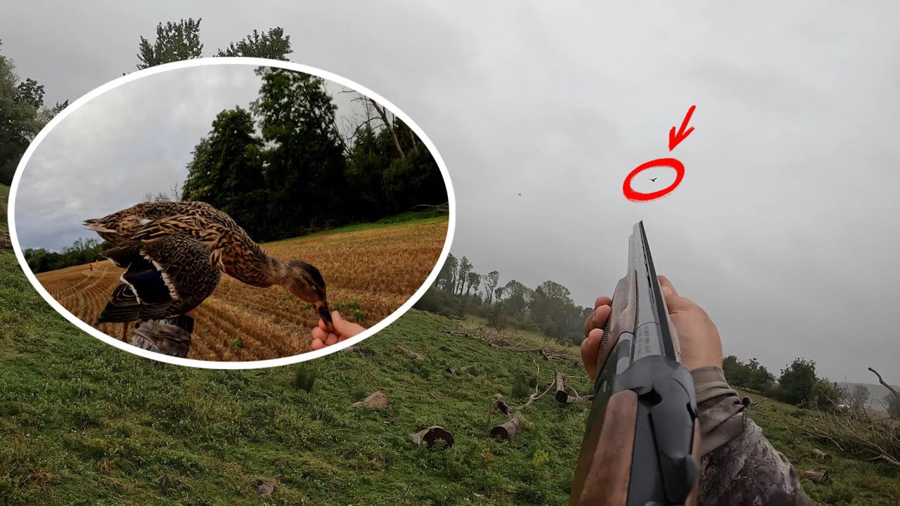 Ouverture de la chasse au Canard en rivière et en étang