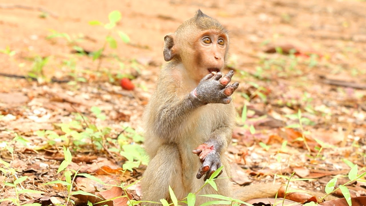 Deeply Sadness And Miserable Injured Baby Monkey Janet