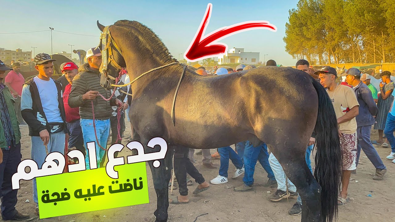 🚨جدع دهم دخل لسوق الخميسات ناضت عليه ضجة بطليب و رغيب خرج ب 9 ملاين و  فالنهاية مكملاتش الصفقة 😲