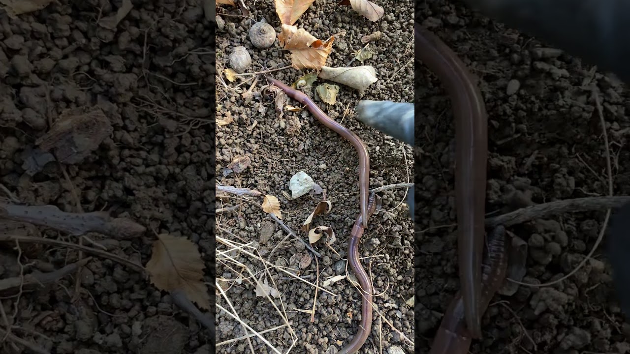 Tail drop Asian Jumping Worm