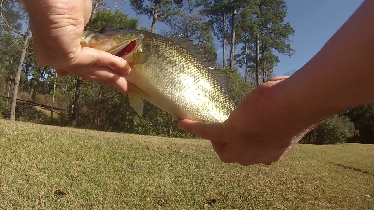 Texas Rigged Quick Flicks: Strike King Mini King