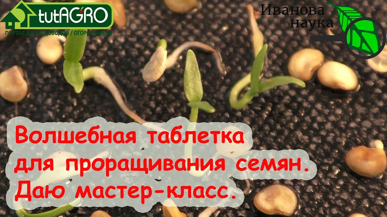 С ЭТОЙ ТАБЛЕТКОЙ УГЛЯ ОТЛИЧНАЯ ВСХОЖЕСТЬ СЕМЯН ПЕРЦА, ТОМАТА И ДРУГИХ РАСТЕНИЙ. И без ПЕРЕКИСИ!