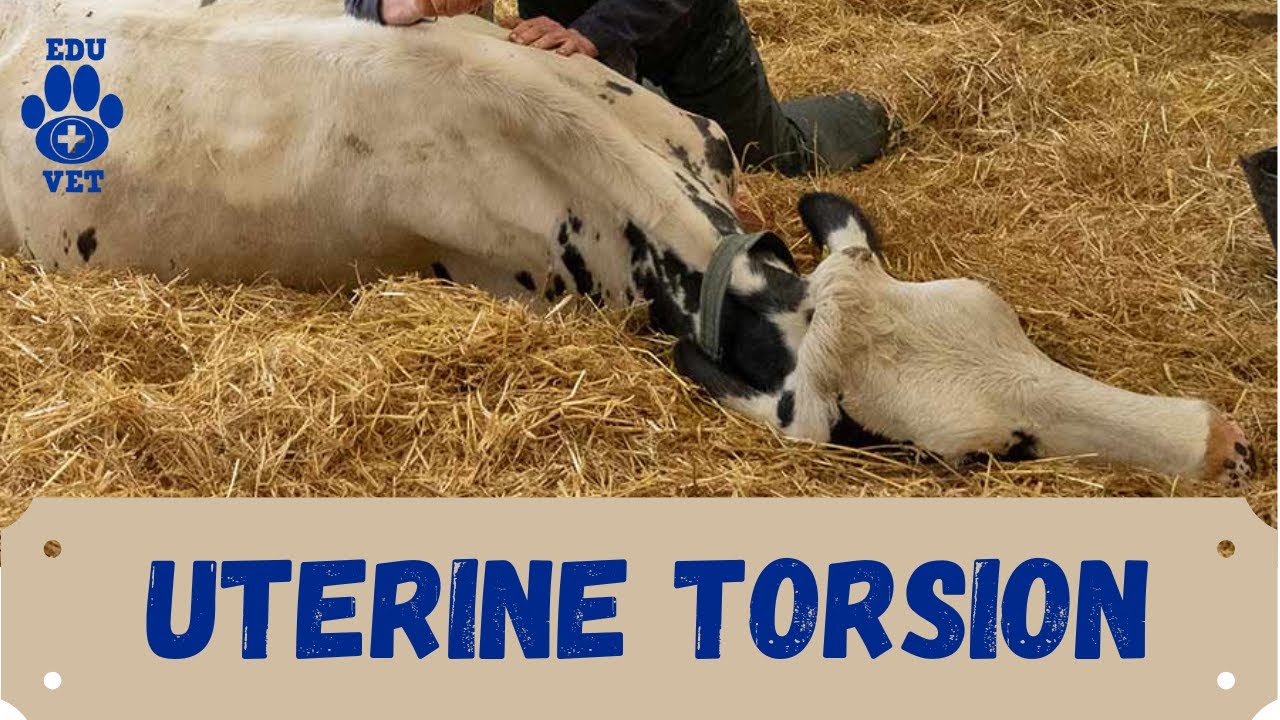 Uterine Torsion