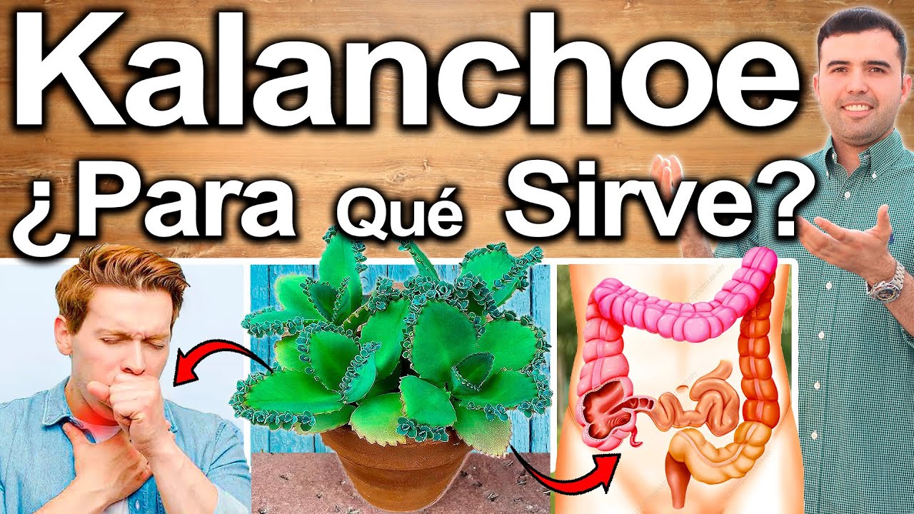 KALANCHOE PARA TODO - ¿Para Qué Sirve? - Beneficios Del Calanchoe Para Tu Salud Y Belleza