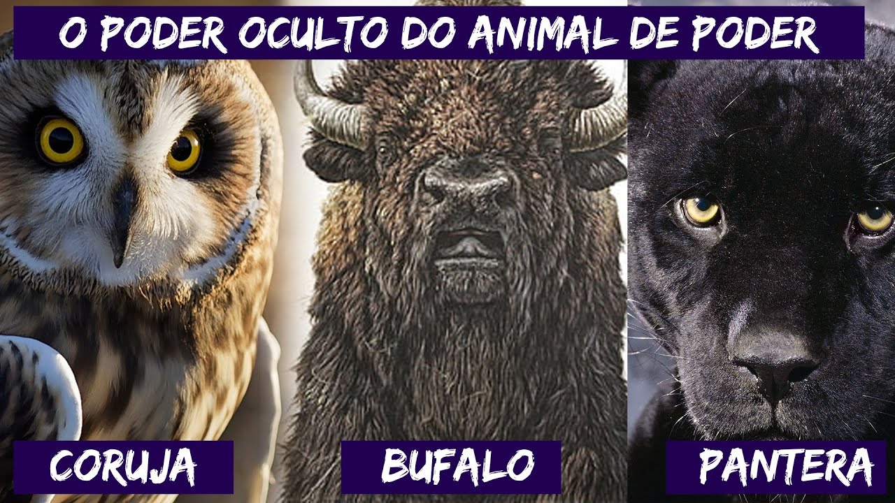 Animal de Poder - Significado do Coruja, Búfalo e Pantera Negra!