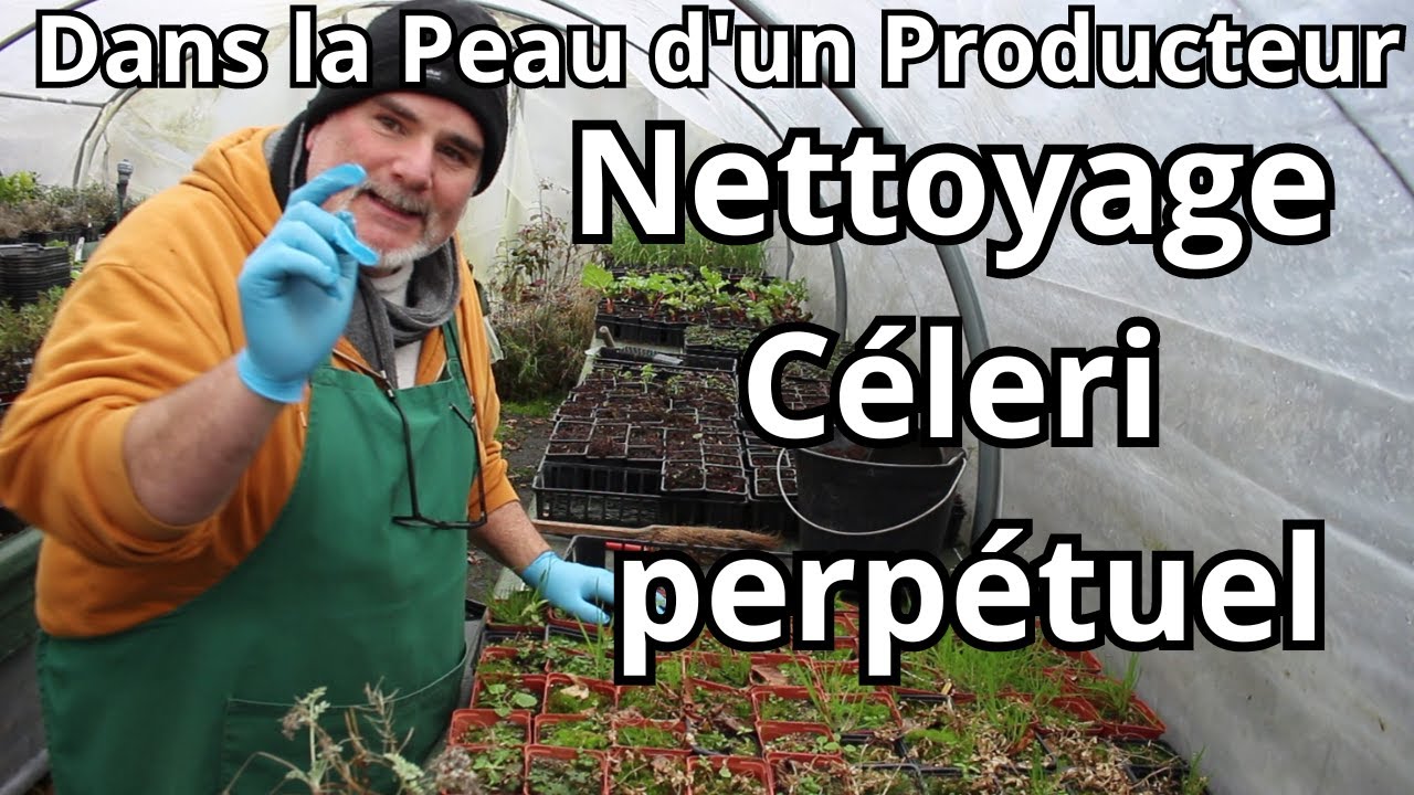 Mes Conseils Pro pour Réussir son Céleri Perpétuel