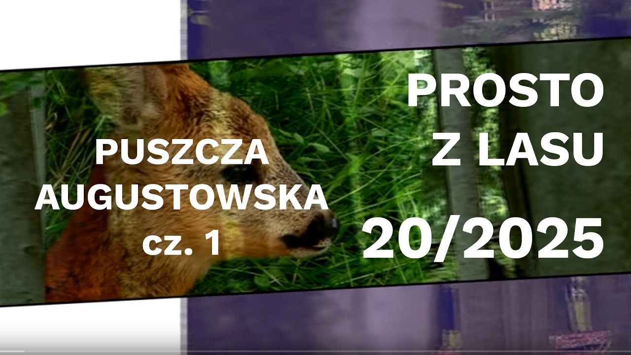 Puszcza Augustowska - Prosto z lasu cz. 1 |20 2025|