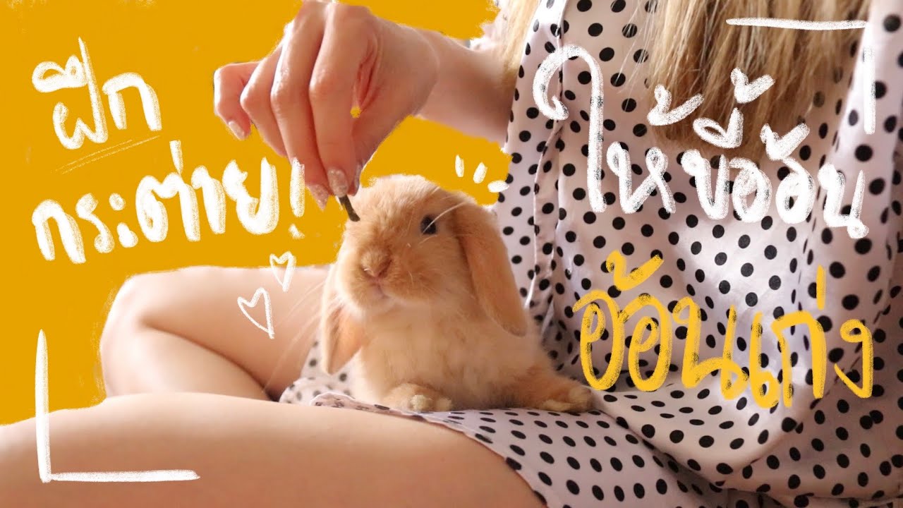 Ep.2 Howto สอนกระต่ายให้เชื่อง ฝึกกระต่ายเข้าห้องน้ำ #BunnyTTCoupe | Joyjee Loveberry