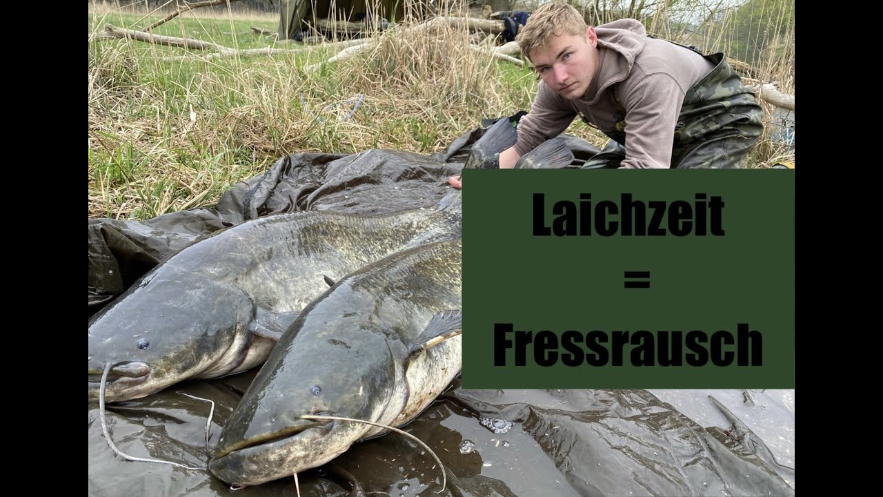 Wallerangeln in der Laichzeit - Große Fische im kleinen Fluss