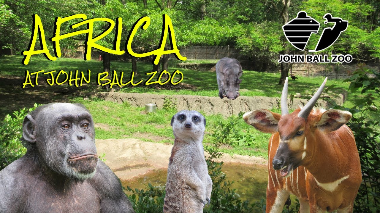 Africa at John Ball Zoo | Exhibit Tours Ep. 14