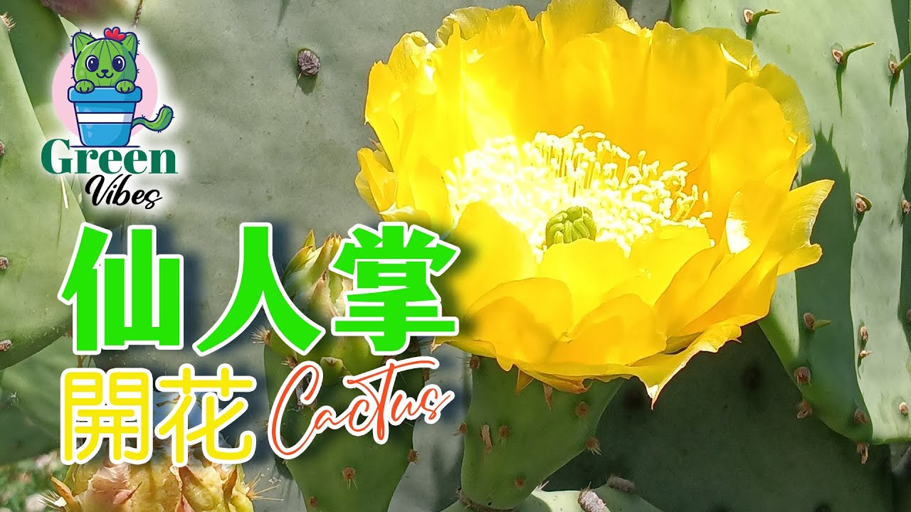 仙人掌開花   | 仙人掌的開花過程，極其華麗  |  驚豔的花開瞬間,     開花過程影像