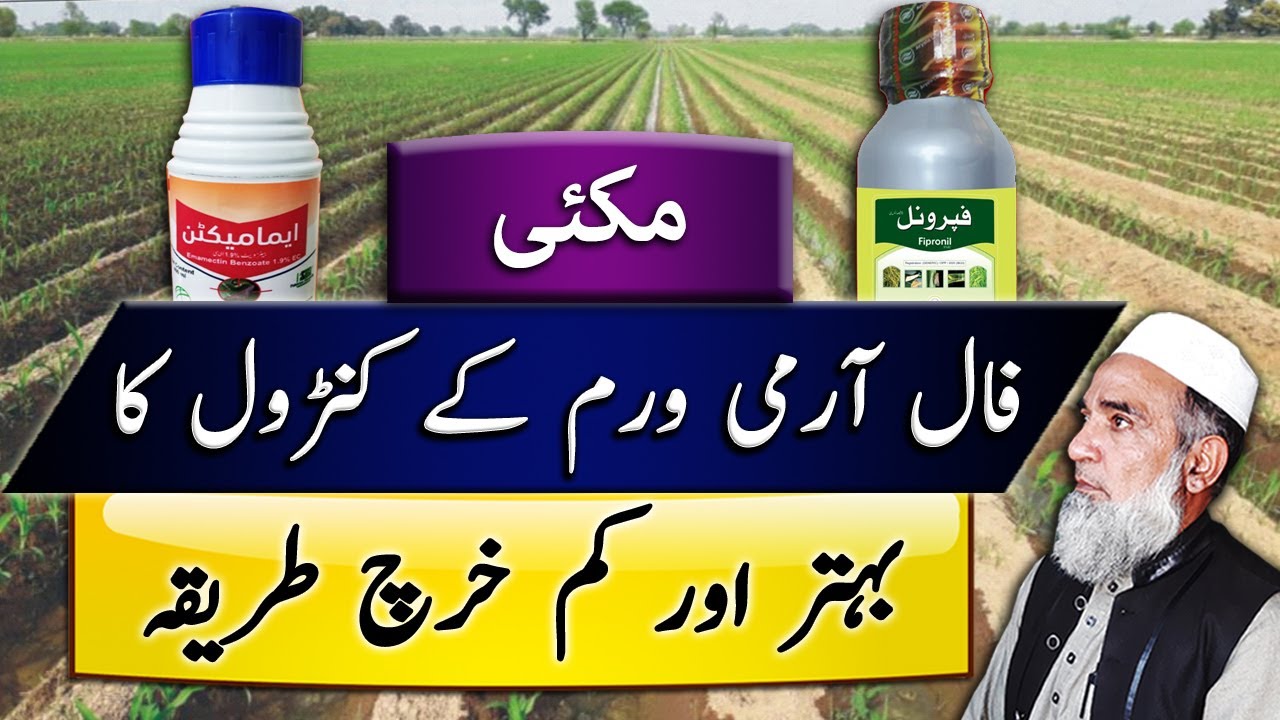 Control of Fall Army Worm in Maize || Crop Reformer
