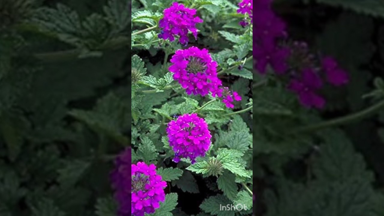 How to grow verbena from seeds #shorts #plants #verbena