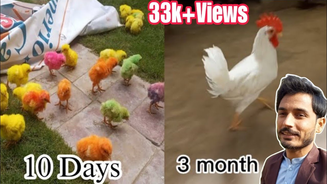 Colourful Chicks Growth from 0-3month || Colorful Chicks care