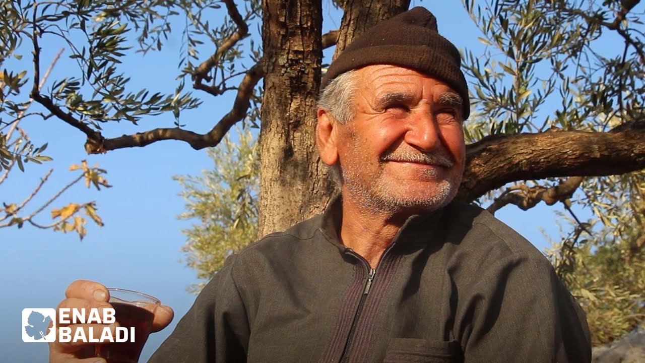 جمعة سلطان.. 40 سنة في تقليم أغصان الزيتون