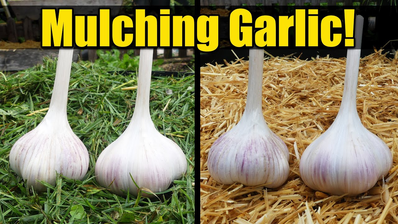 7 Reasons To Mulch Your Garlic