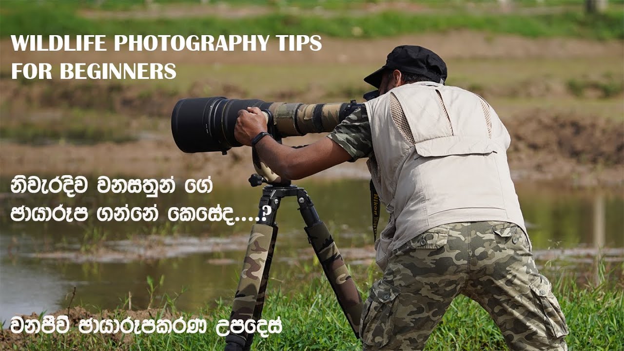 Wildlife Photography tips for Beginners (Part 2) | Learn Wildlife photography