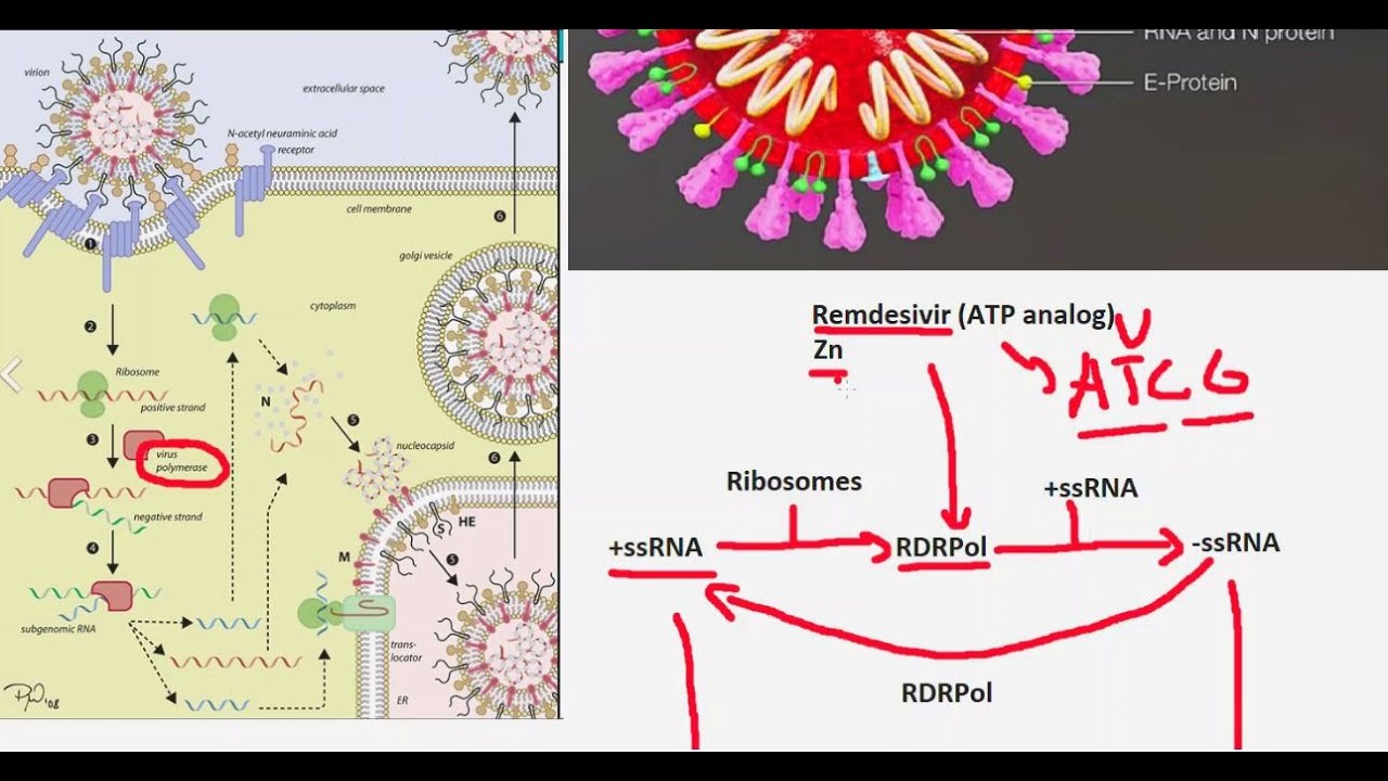 Corona Virus Explained (covid-19)
