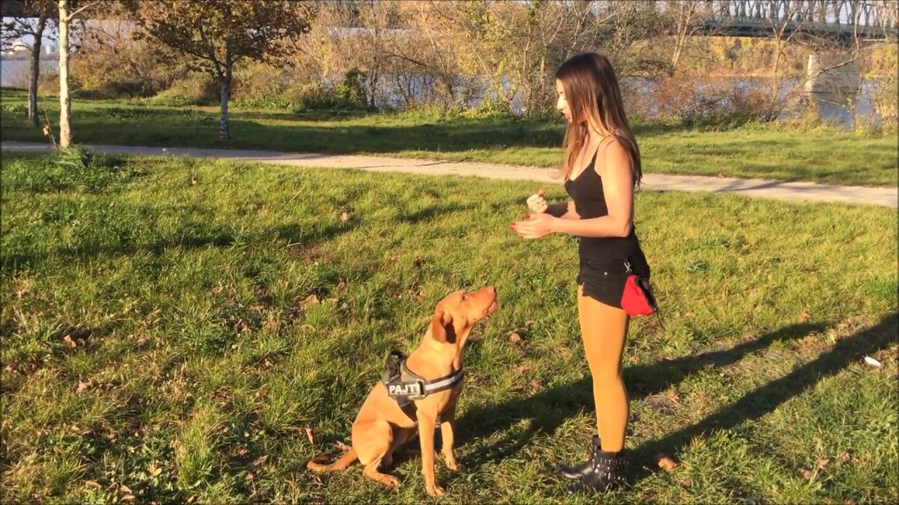 20 kutya trükk Pajtitól