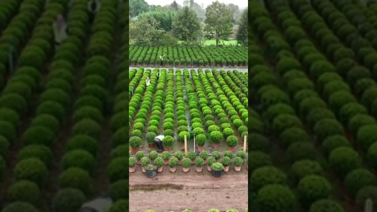 BOJ la planta perfecta para setos y jardines elegantes