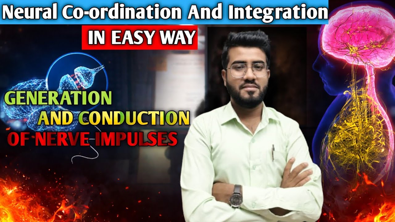 Generation & Conduction of Nerve Impulse | NEET Biology | NCERT Explained