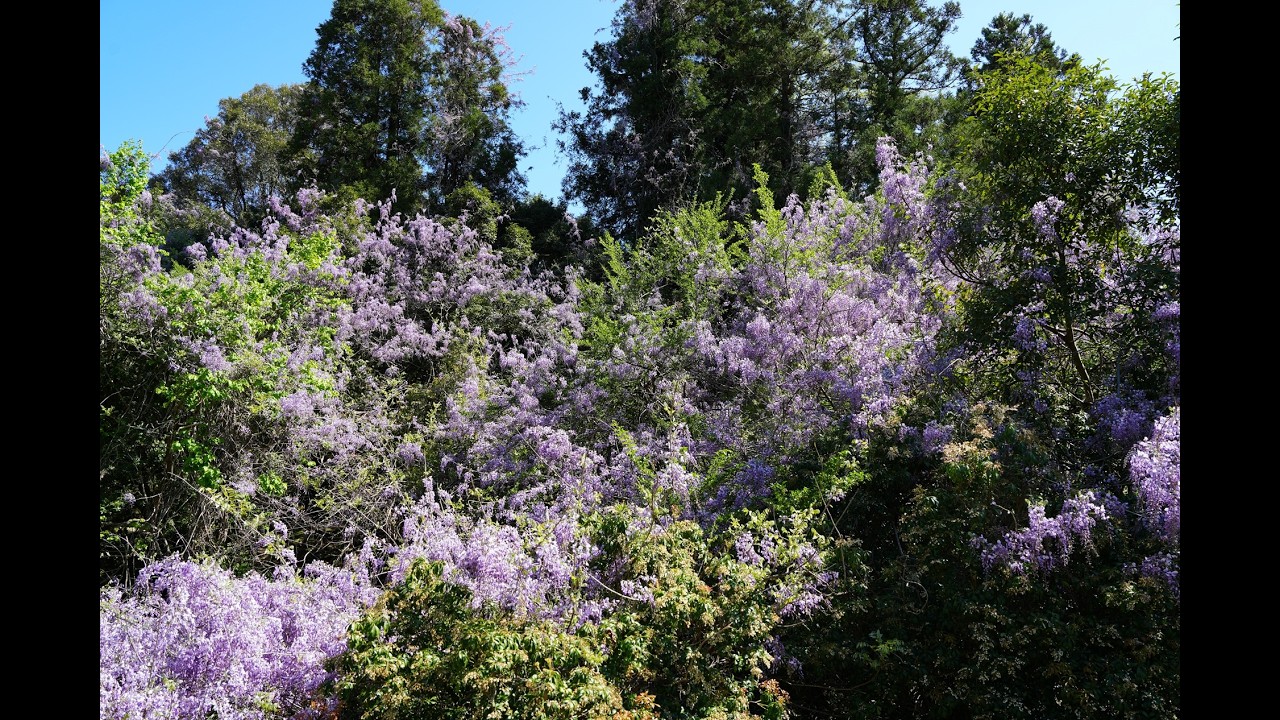 Sacred Wisteria of Nara — in 4K | Brahms Violin Concerto | Dedicated to Murata Natsuho