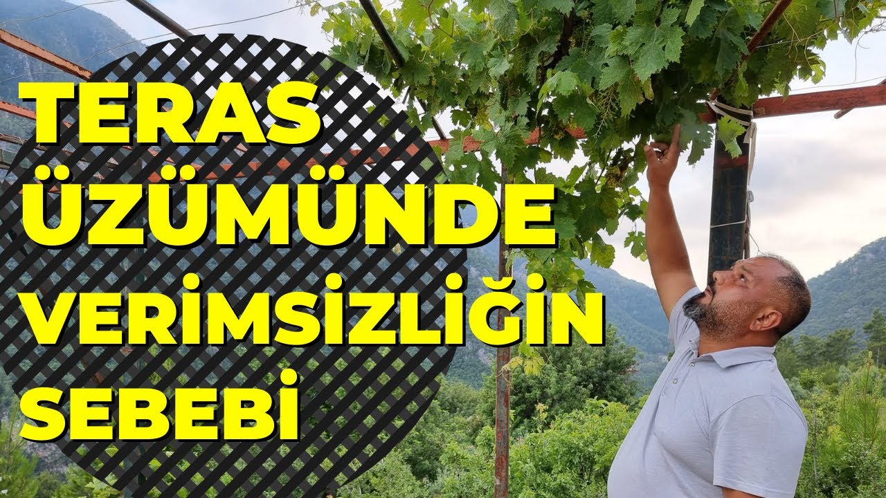 teras'ta üzüm neden verimsiz olur? #asma #üzüm #tropikaltopraktv