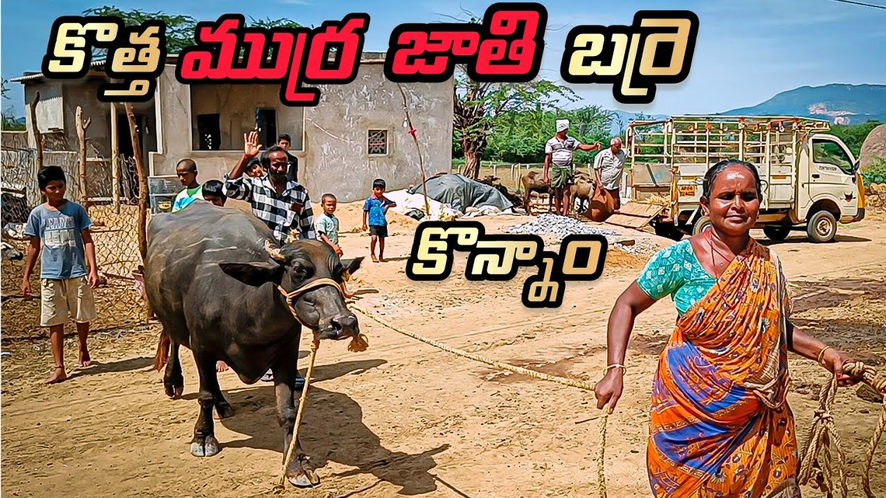 Buffalo Video Today iam Buying New Murra Jathi Big Buffalo||Shobhamma||