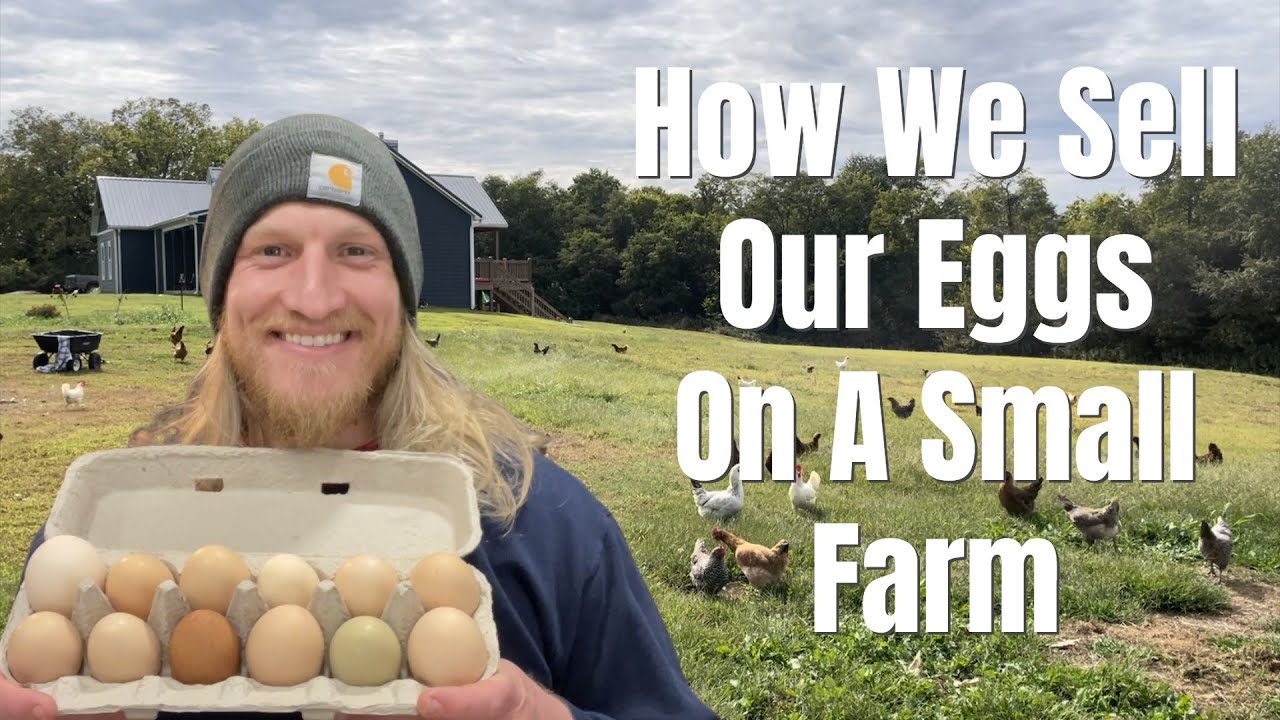 How We Sell Our Eggs On A Small Farm