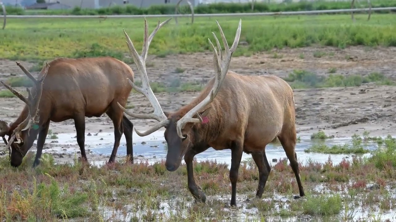 Top Spots to See Elk in Yellowstone!