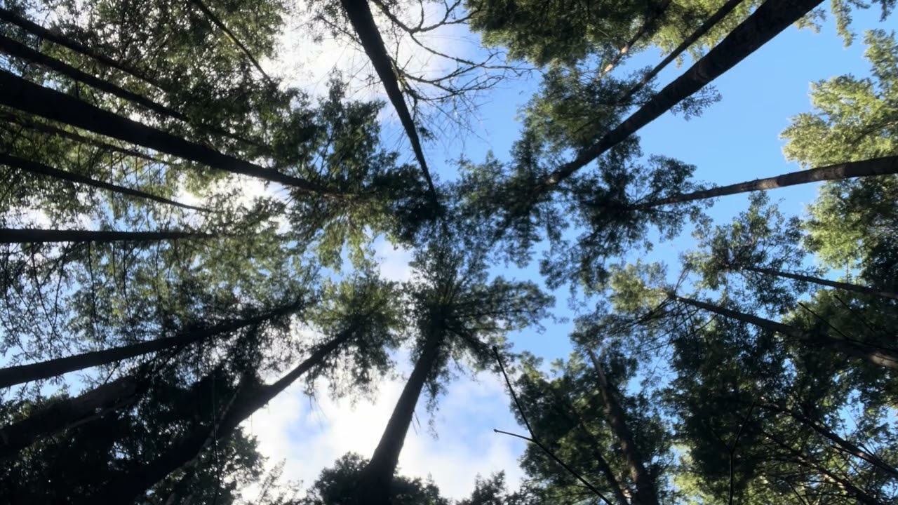 3 Minutes of Forest Mindfulness 🌲 Look Up & Calm Your Nervous System 🧠 Lay Back With Me 🌲