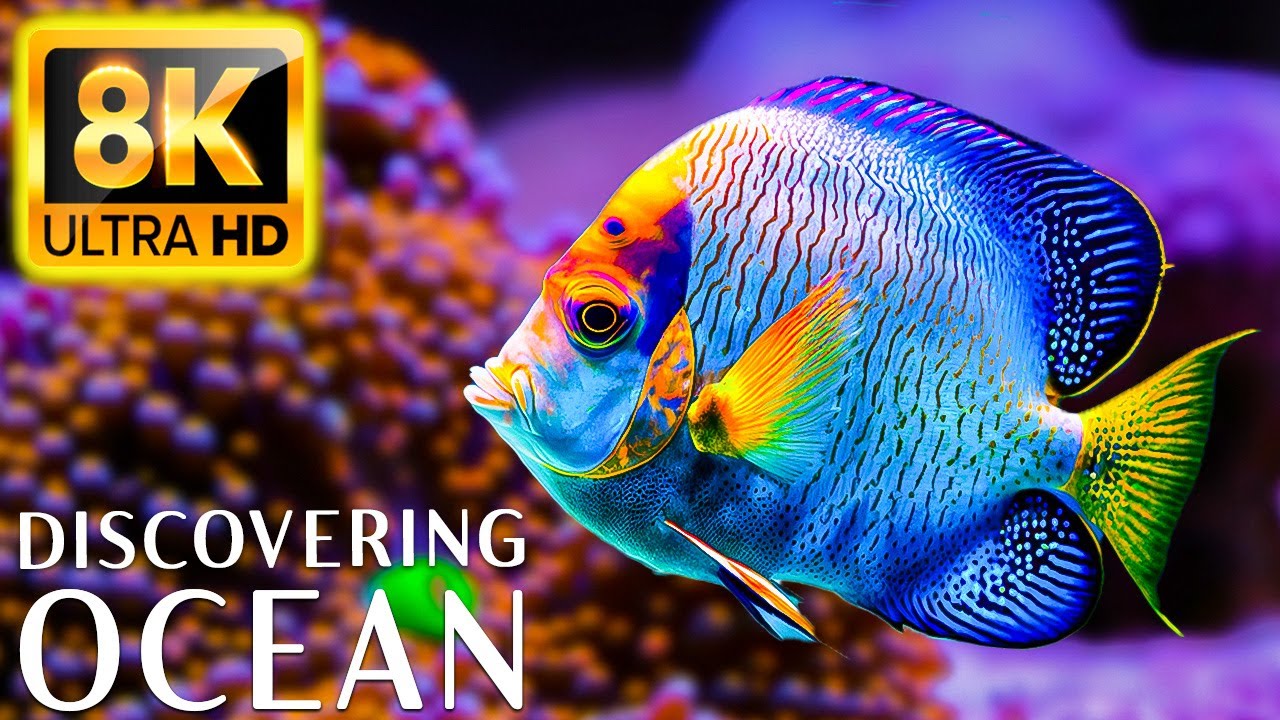Discovering the Diversity of The Ocean 8K ULTRA HD - Beautifully Relaxing Coral Reef Fish