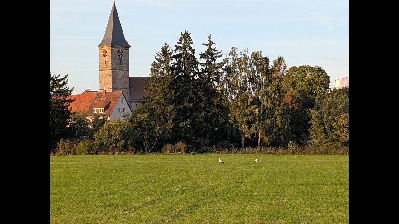 01.11.2025 Unsere Störche Papa und Mama aus Leutershausen Mittelfranken Oktober 2025