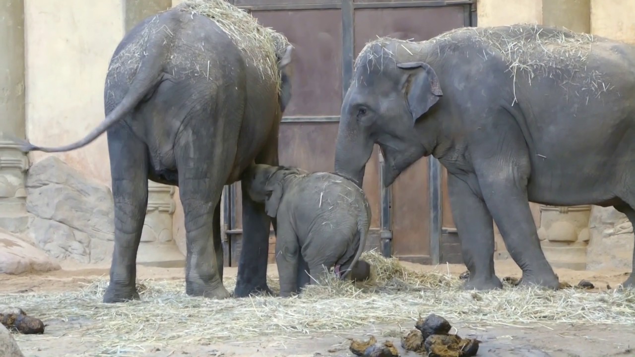 Hagenbeck 2019: Süßes Babyfant Santosh säugt und sinkt in den Schlaf
