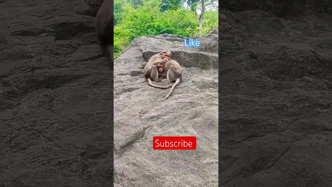 tamil 