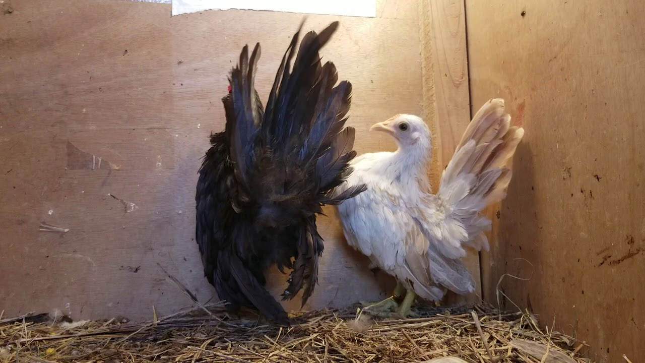 Par de Seramitas echos en casa.